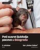 Peti susret ljubitelja dekorativnih pacova u Beogradu!