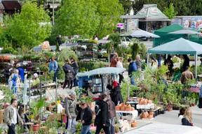 Новосадска цветна пијаца