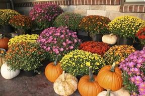 Belgrade Autumn Flower Show